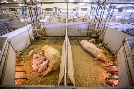 Miljoner grisar kan få bättre liv i Kina – och ökat stöd för bättre grisvälfärd i Latinamerika