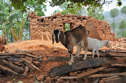 Vi är på plats i Nepal för att hjälpa de drabbade djuren