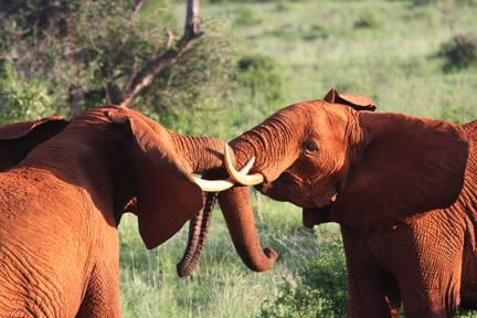 Framgångar mot elefantridning firades på Djurens dag 