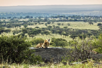 Leeuw in een Afrikaans nationaal park