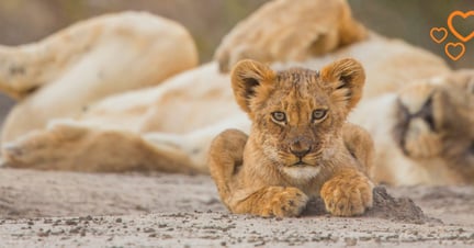 Wild lion cub and mother - World Animal Protection