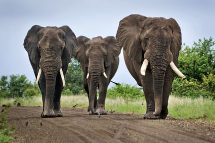 Tre vilda elefanter i Kruger nationalpark i Sydafrika