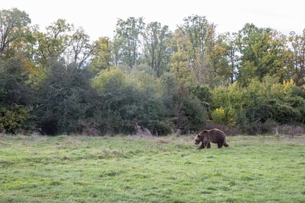 Rumänien: Höjdpunkt när övergivna björnungarna flyttades till egen inhägnad