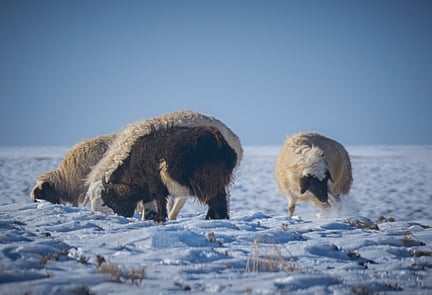 Djuren fryser ihjäl i Mongoliets extremväder
