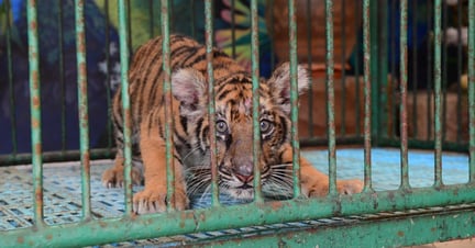 A captive tiger cub at Sri Racha Tiger Zoo, Thailand