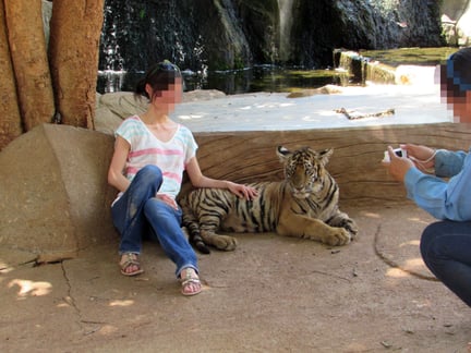 Thailands ökända tigertempel planerar nyöppning under nytt namn