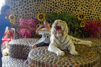 Tigerungar misshandlas och utnyttjas för att underhålla turister