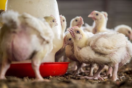 Meat chickens in an indoor, deep-litter farming system - World Animal Protection