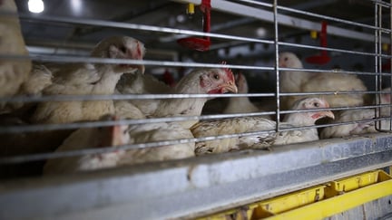 Våra hemliga utredare avslöjar lidandet för slaktkycklingar i burar