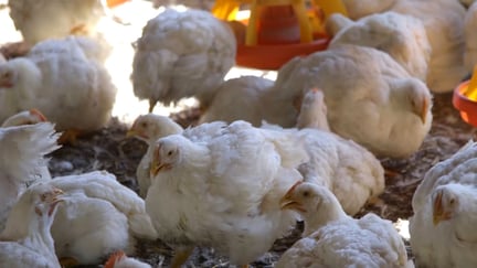Vår globala kampanjchef: ”McDonald’s behöver göra mer för kycklingar”