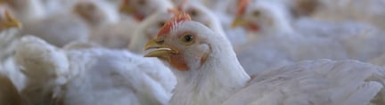 Subway i USA förbättrar välfärden för kycklingar