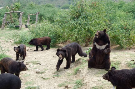 Pakistan: Brödtid är högtid för Balkasars björnar
