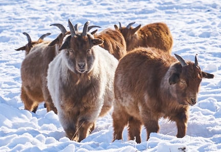 Ännu en våldsam vinter hotar Mongoliets djur