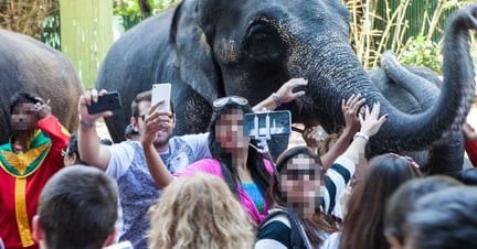 Människor som tar selfies med en elefant