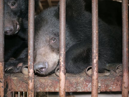 Små björnungar fångas in och får leva resten av sina liv under stor plåga i små burar.