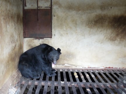 Industrin med björngalla frodas trots risk för pandemier