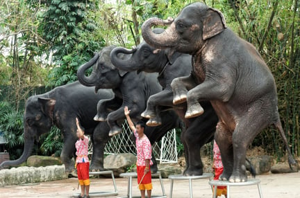 Antalet elefanter som hålls i skadliga turistattraktioner ökar