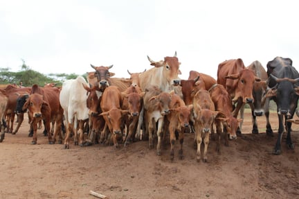 Flera hundra kor, getter, höns och andra djur miste livet i översvämningarna som drabbade Kenya i början av året