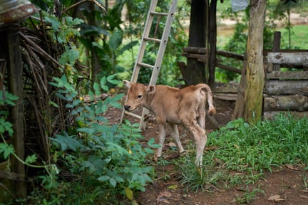 Kalven Zebu återhämtar sig efter översvämningen  i  Sri Lanka
