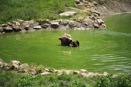En hunbjørn og hendes tre unger er bragt til bjørnereservatet, vi finansierer i Rumænien