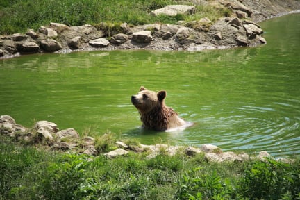 Björn badar på restervat i Rumänien