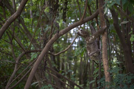Pressmeddelande: Chockerande film avslöjar hur sengångare rövas från regnskogen av illegala skogshuggare