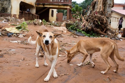 Pressmeddelande: Att rädda djur vid naturkatastrofer räddar även människor
