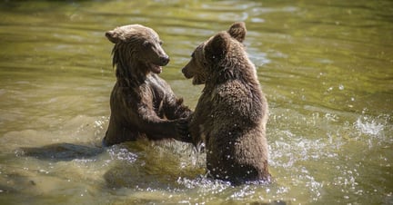 Björnar leker i vatten