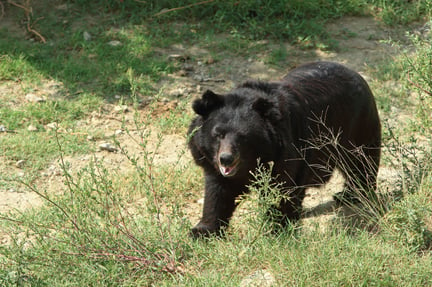 I bjørnereservatet, vi støtter i Pakistan, får mishandlede bjørne endelig det liv, de fortjener