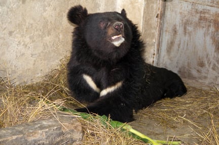 I björnreservatet i Pakistan får de björnar som vi räddat från ett brutalt öde, en ny chans i livet