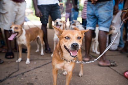 Ett återbesök hos Sierra Leones hundar