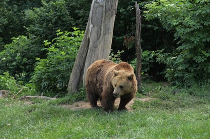 25 års kamp för björnarna