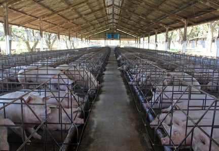 ”Det är dags för djurfabrikerna att ta bort ´antibiotikaplåstret`”
