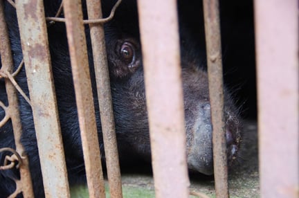 Ännu en björn befriad från gallindustrin i Vietnam