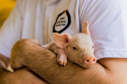 Stor grisproducent förbättrar suggors liv 