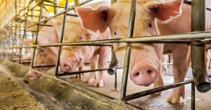 Afrikanska svinpesten har dödat över en miljon grisar i Kina