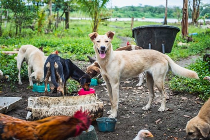 Costa Rica: Här får hungriga djur mat efter översvämningarna