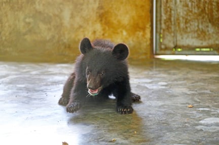 I august ankom fem bjørneunger på kun 5-6 måneder til bjørnereservatet, vi finansierer i Pakistan. De var blevet fanget af krybskytter, der ville sælge dem som dansebjørne – men det lykkedes at redde dem.