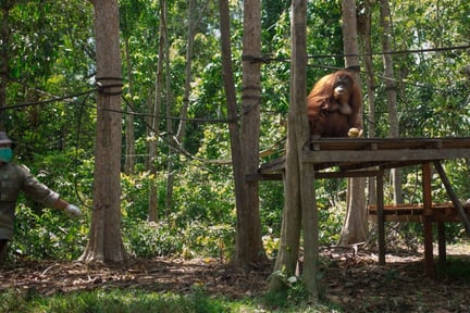 Orangutanger som räddats från turistindustrin eller från ett liv som husdjur kan inte alltid klara sig ensamma i naturen. 