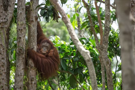 Se när orangutanger kommer till sin fristad i Borneo