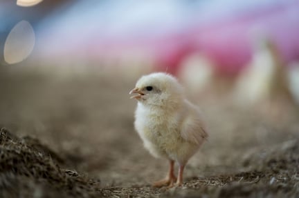 Bättre välfärd vid kycklinguppfödning är inte så dyrt som du tror