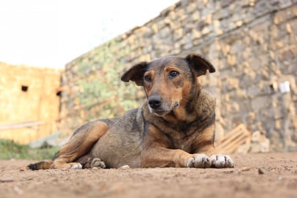 Tusentals hungriga hundar får mat under corona-krisen   