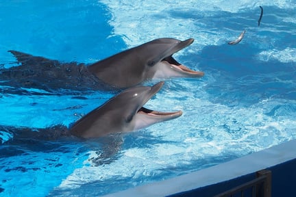 Delfiner matas med fryst fisk