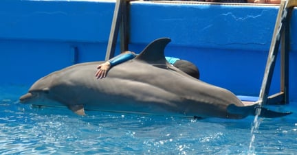 Dolphins in entertainment at Miami Seaquarium, USA. Foto: World Animal Protection