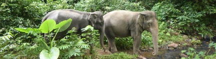 Resebranschorganisationen ABTA tar ställning för elefanter