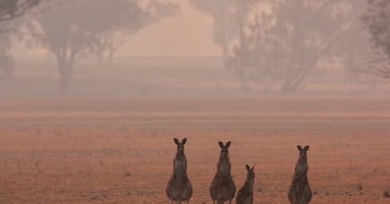 Kangaroos at the edge of the Australian bushfires