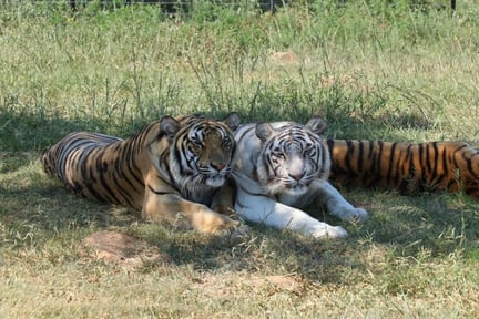 Tigrar i det vilda