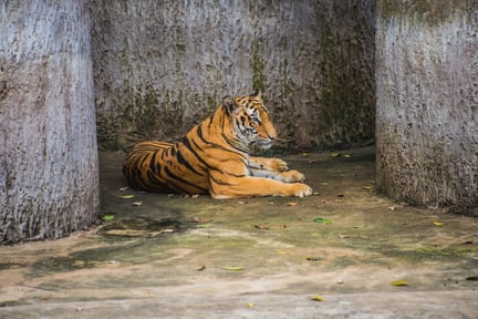 Tiger i fångenskap