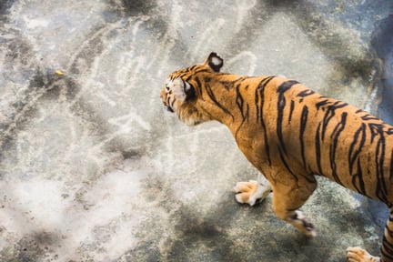 Tigrar lider i fångenskap