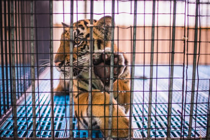 A baby tiger spends the entire day in this tiny cage, tourists pay to feed these baby tigers with milk.